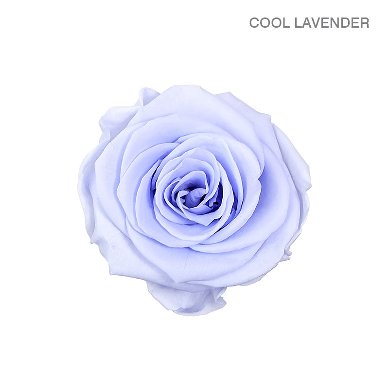 ROSE ETERNAL 4