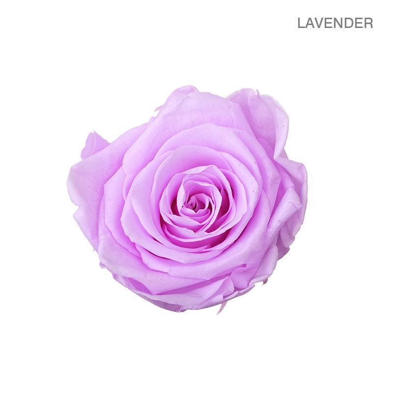 ROSE ETERNAL 9