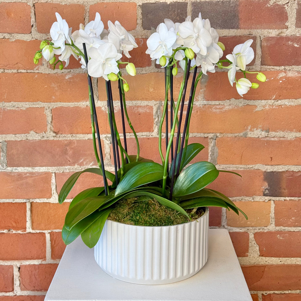 Mini Potted Orchid Plant
