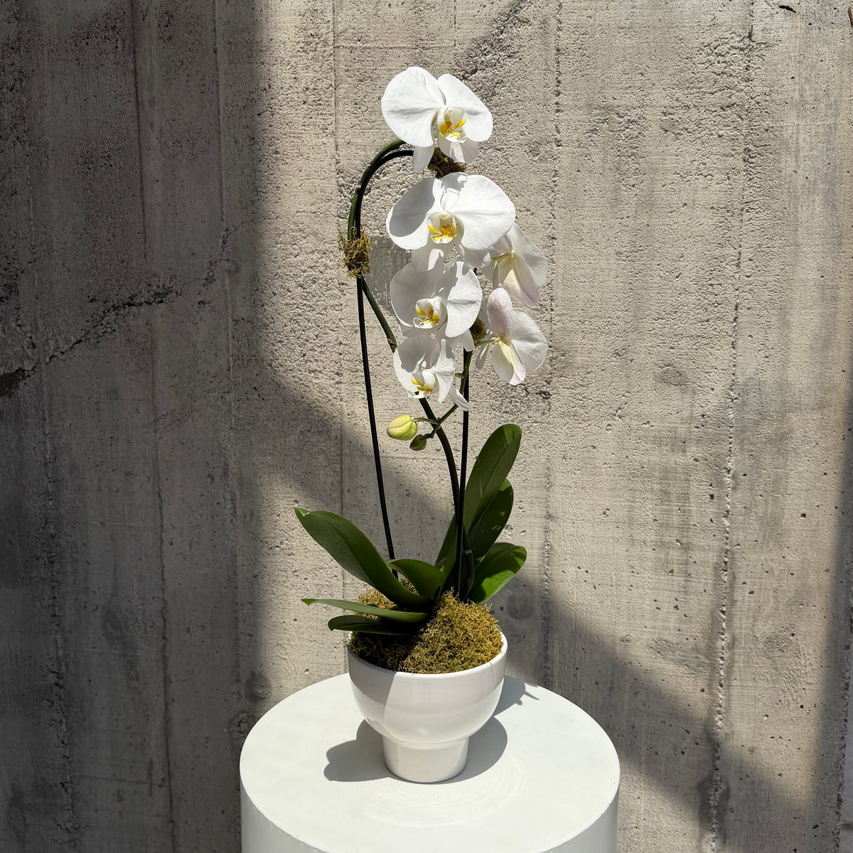 White Phalaenopsis Orchid
