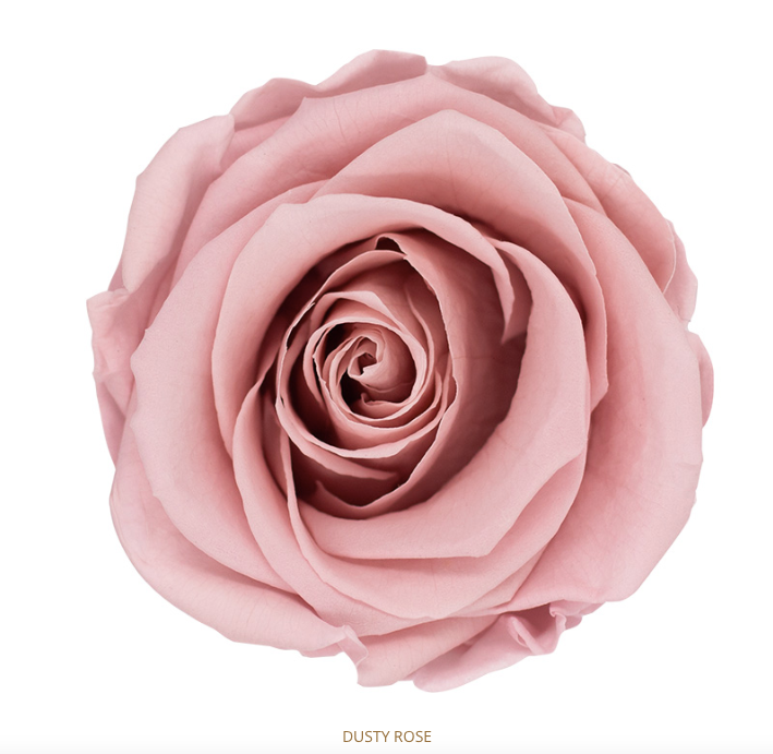ROSE ETERNAL 4