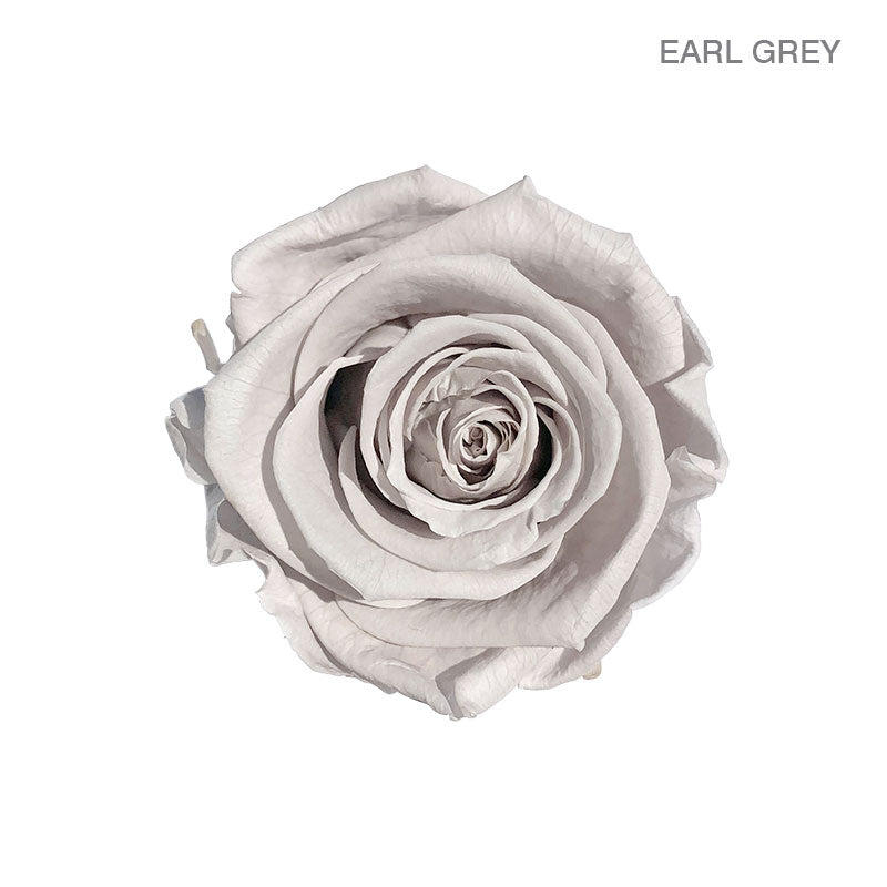 ROSE ETERNAL 4