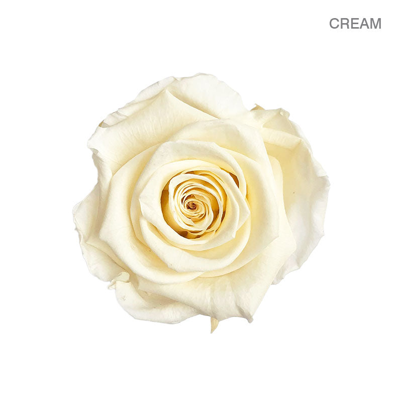 ROSE ETERNAL 9