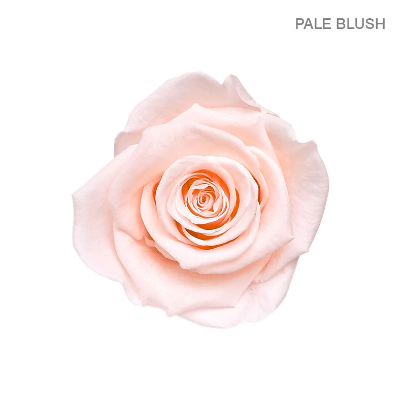 ROSE ETERNAL 9