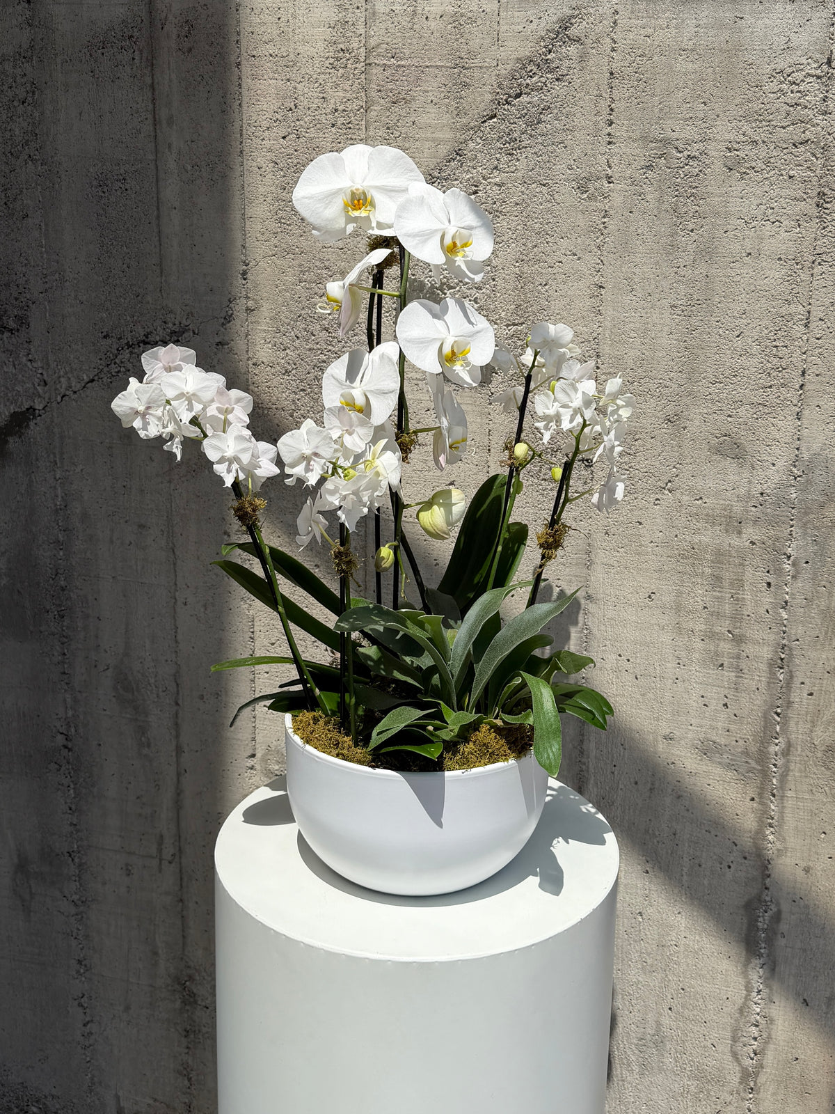A potted white Phalaenopsis orchid arrangement with several blooms and green leaves, displayed in a white round planter on a white cylindrical pedestal against a textured concrete wall.