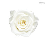 ROSE ETERNAL 4