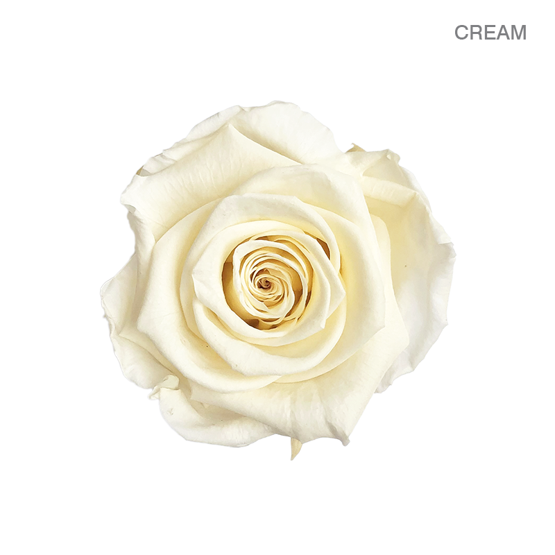 EVER BLOOM 25
