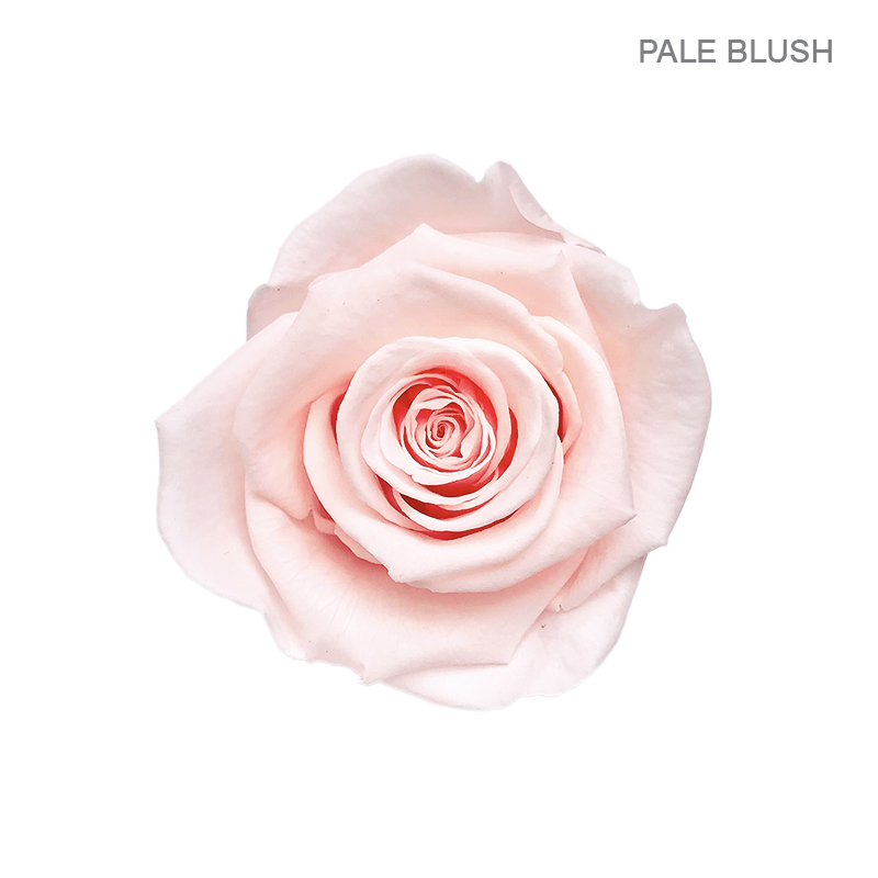EVER BLOOM 9