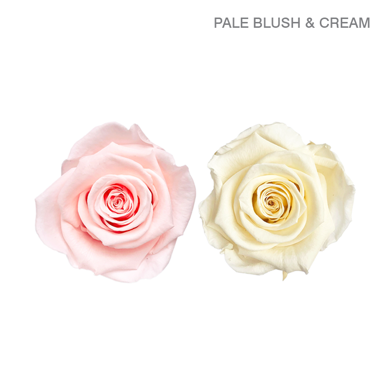 ROSE ETERNAL 25