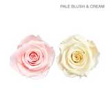 EVER BLOOM 4
