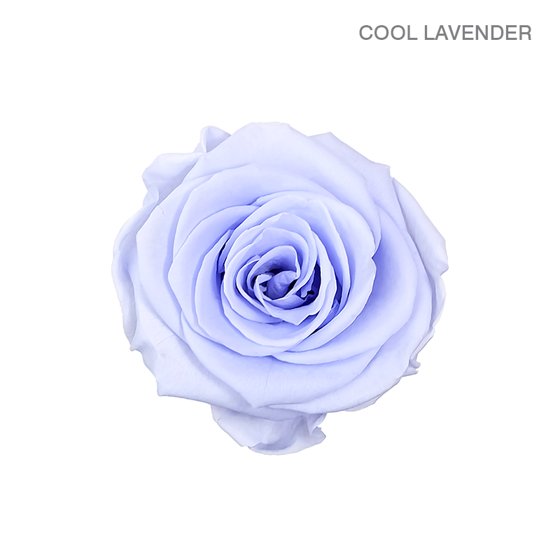 EVER BLOOM 16