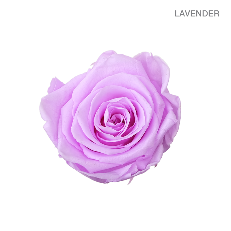 EVER BLOOM 25