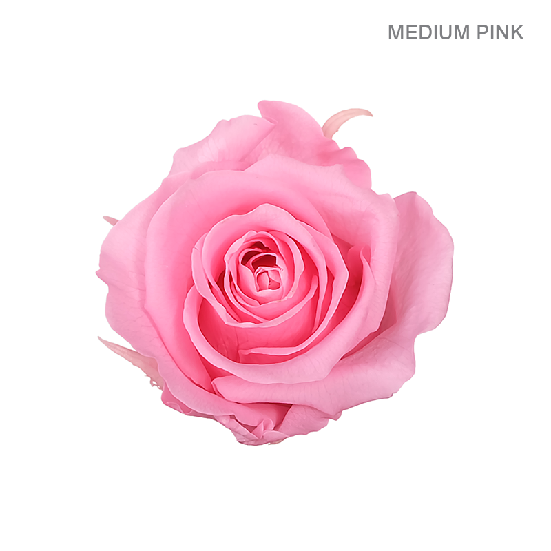 EVER BLOOM 25