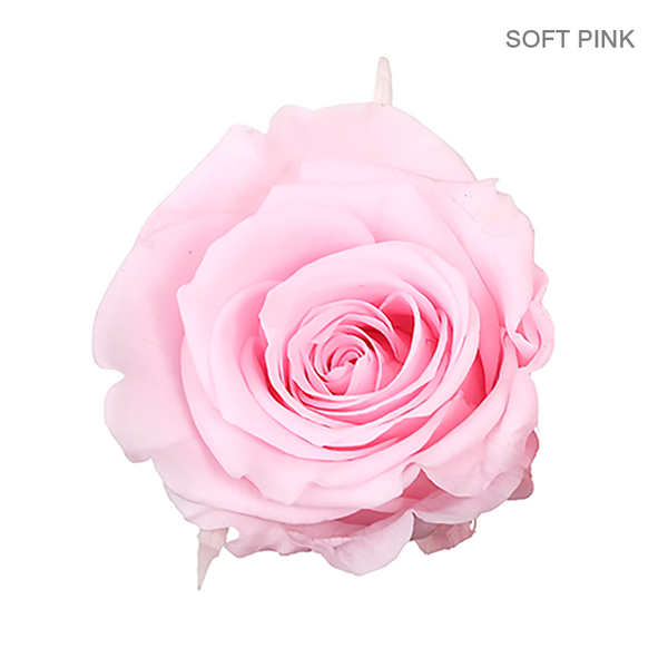 EVER BLOOM ONE